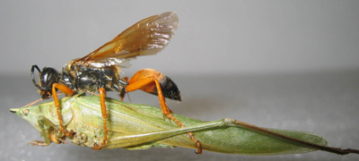 Sphex dor&eacute; (Sphex ichneumoneus)